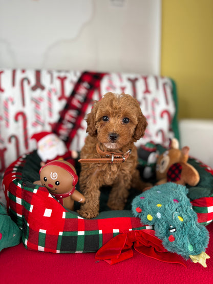 Red Female Toy Poodle (Deposit Only‼️ Please Read The Description Below‼️)