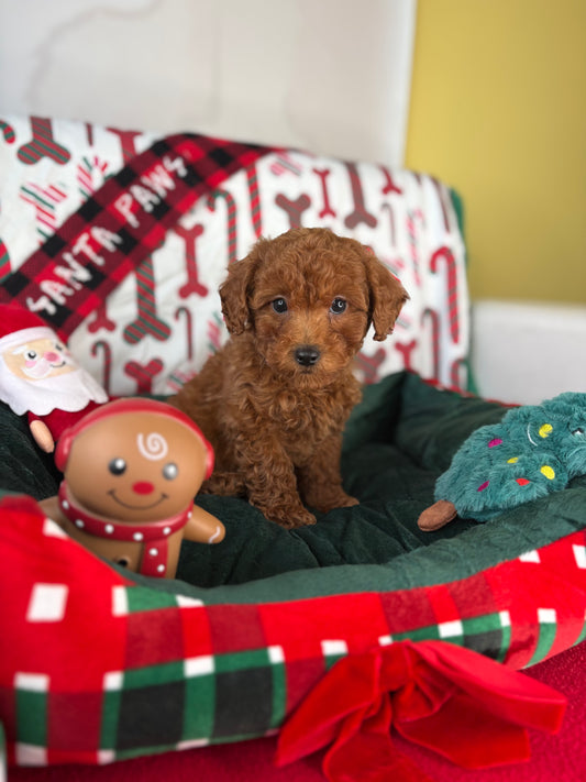 Dark Red Female Toy Poodle ‼️ (Deposit Only Please Read The DESCRIPTION Below‼️