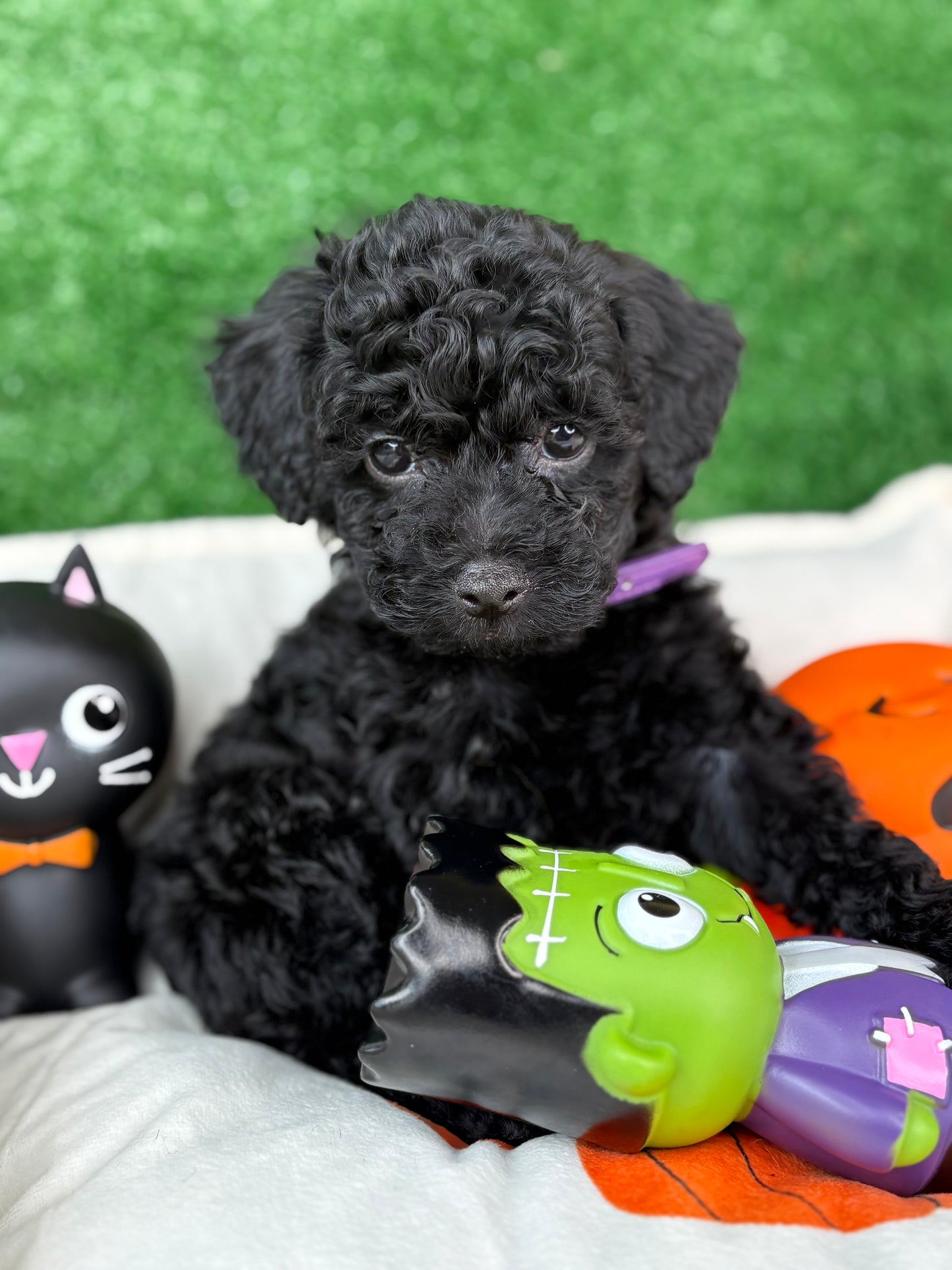 Black Female Toy Poodle ‼️(Deposit Only ‼️ Please Read The Description Below ‼️)