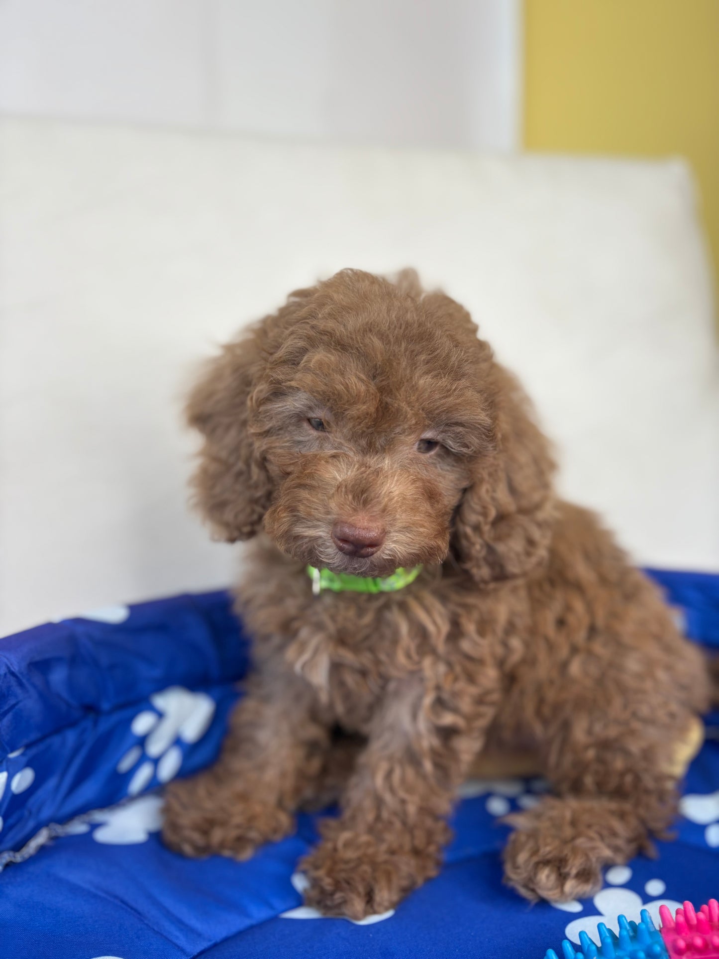 Chocolate Female Miniature Poodle (Deposit Only ‼️ Please Read The DESCRIPTION Below‼️)