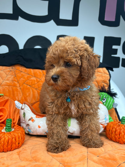 Apricot Female Toy Poodle (Deposit Only‼️Please Read The Description Below‼️)