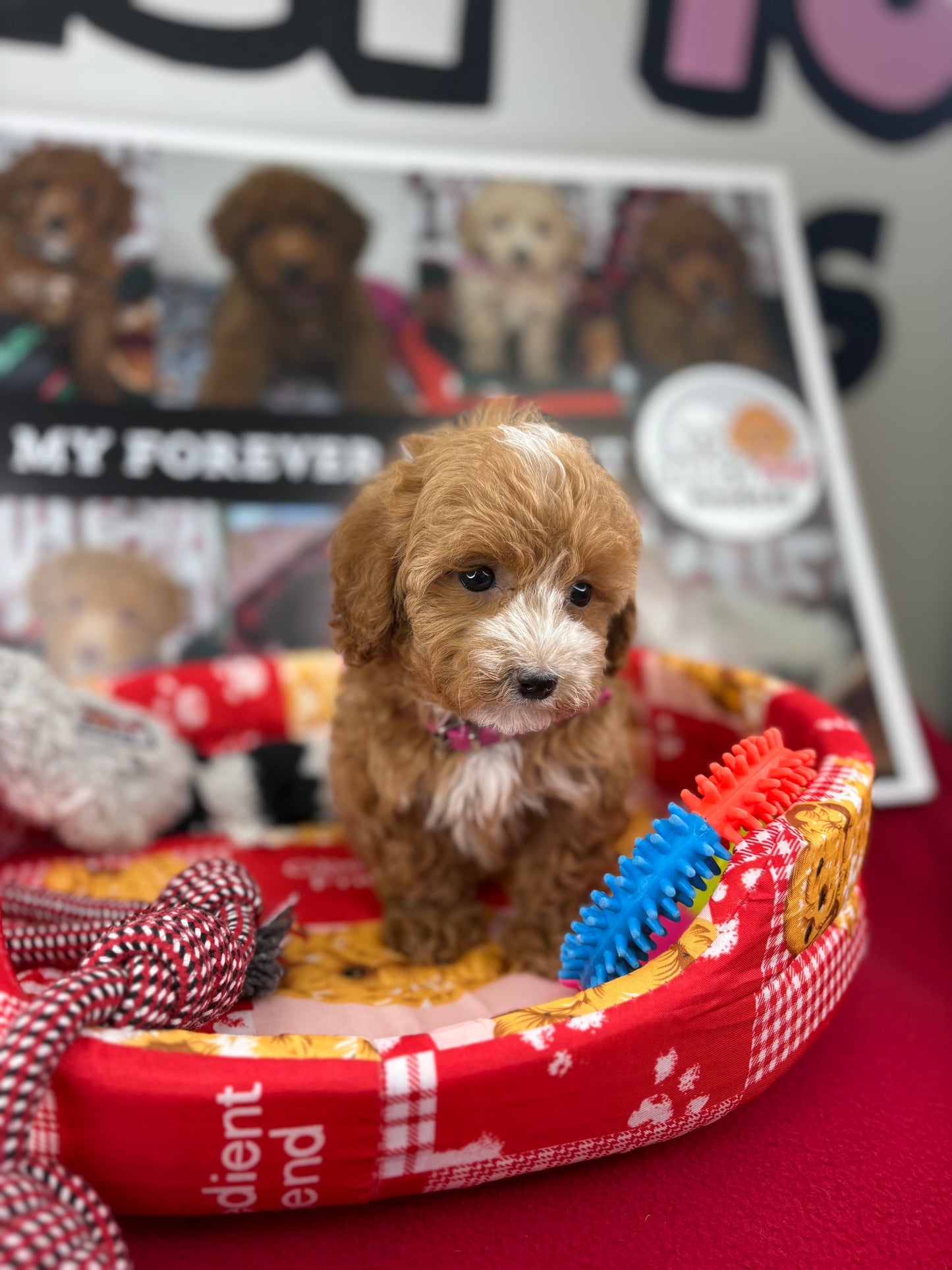 Red And White Male Teacup Poodle (Deposit Only‼️Please Read The Description Below‼️)
