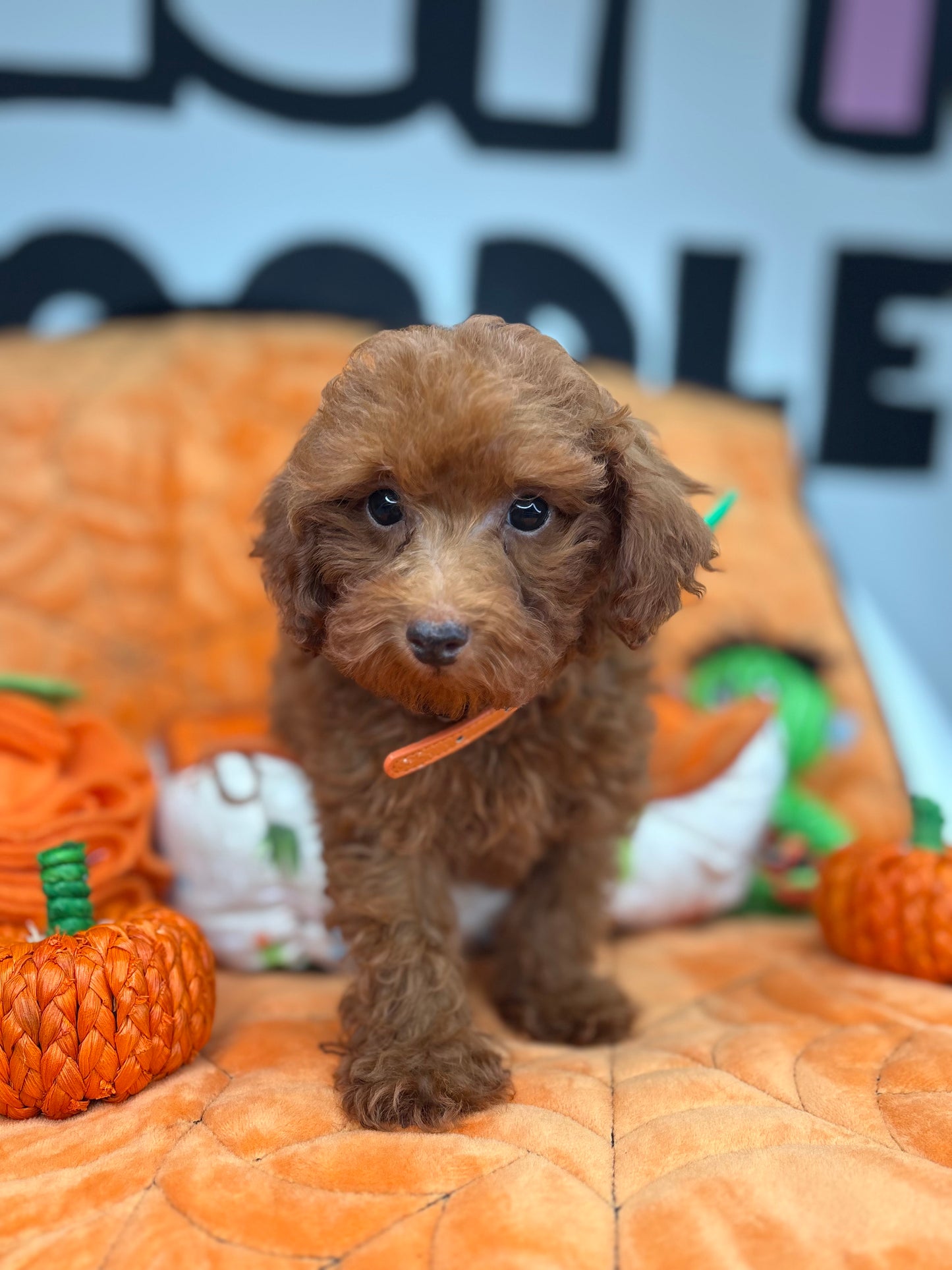 Apricot Male Toy Poodle (Deposit Only ‼️ Please Read DESCRIPTION Below‼️)