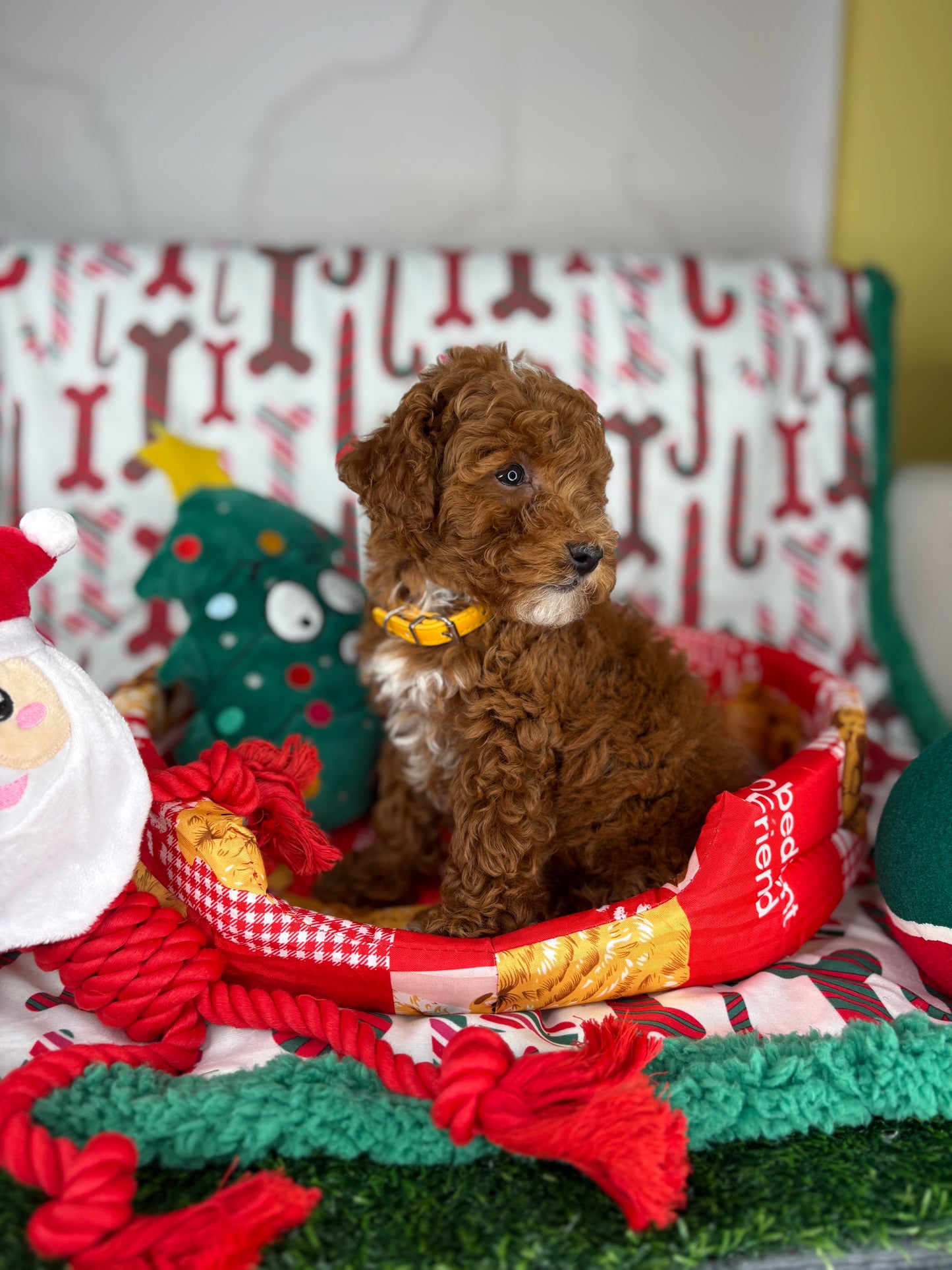 Dark Red And White Male Toy Poodle (Deposit Only‼️Please Read The Description Below‼️)