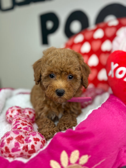 Red Female Toy Poodle (Deposit Only, Please Read The Description Below‼️)