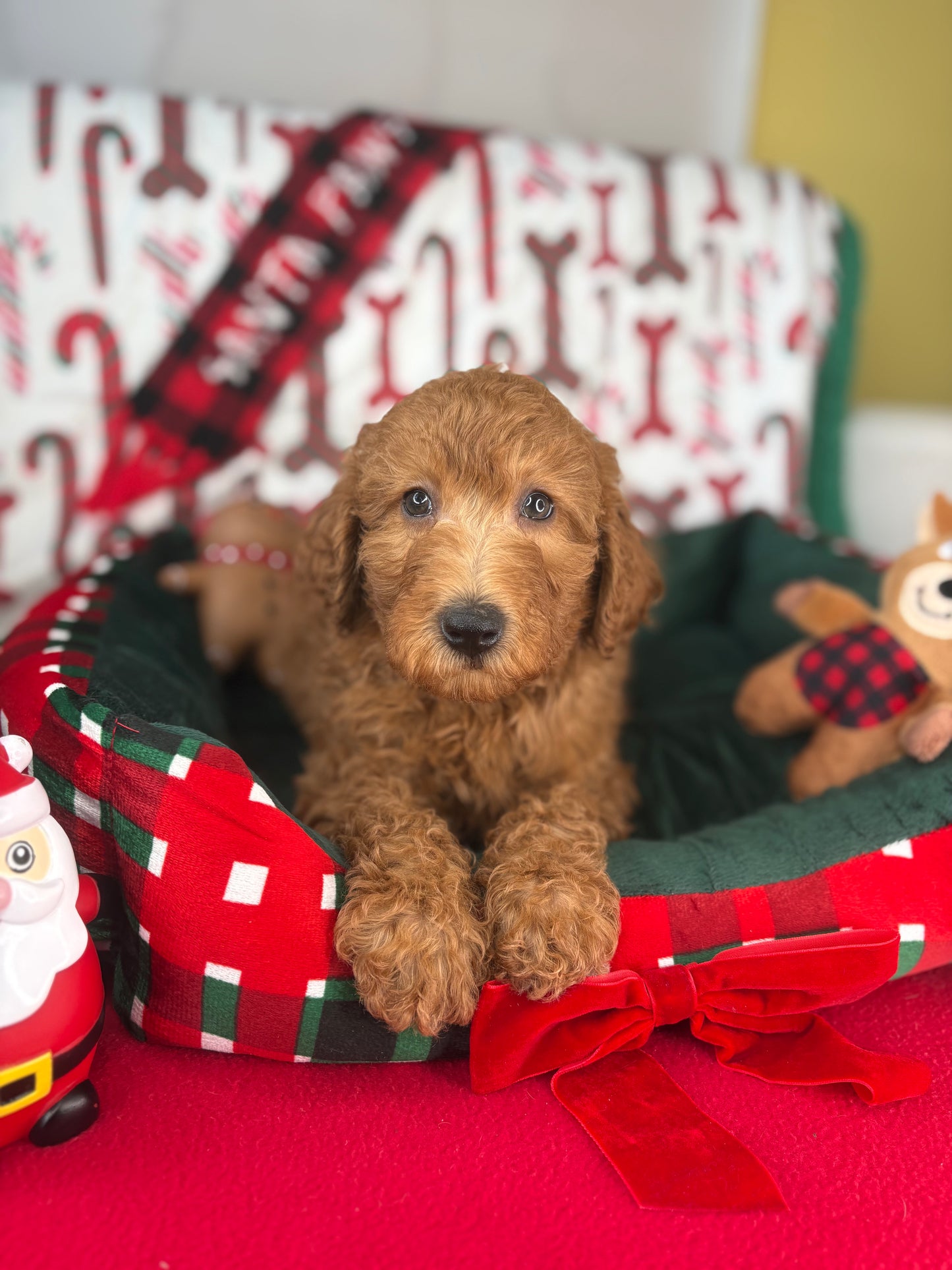 Red Male Miniature Poodle PROMOTION Pup (Deposit Only ‼️Please Read The DESCRIPTION Below‼️)