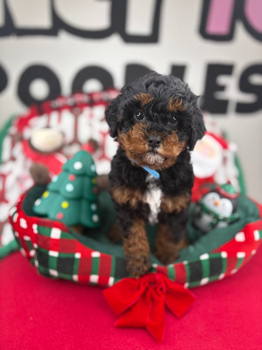 Red Phantom Female Toy Poodle (Deposit Only ‼️ Please Read DESCRIPTION Below‼️)