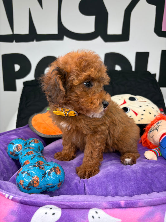 Brindle Male Toy Poodle 🐩 ‼️(Deposit Only, Please Read The Description Below‼️)