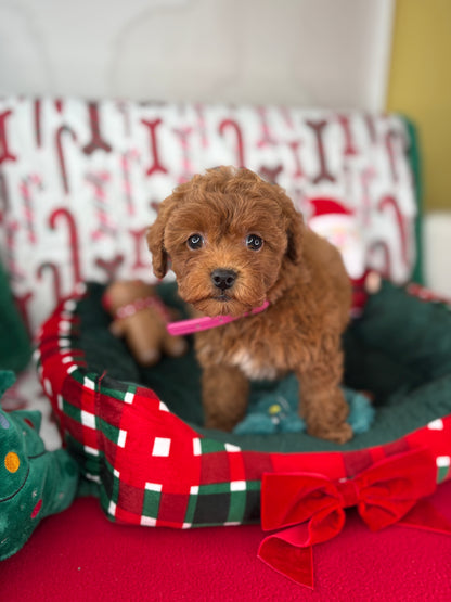 Red Female Teacup Poodle 🍫(Deposit Only‼️Please Read The Description Below‼️)