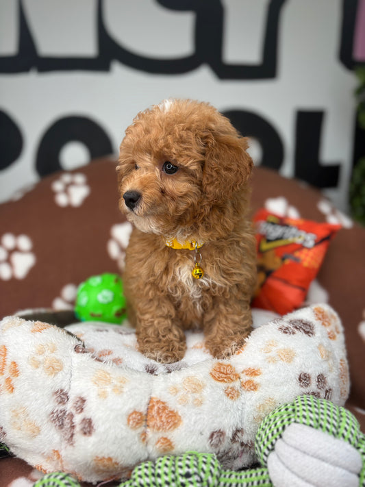 Apricot Female Miniture Poodle (Deposit Only, Please Read The Description Below‼️)