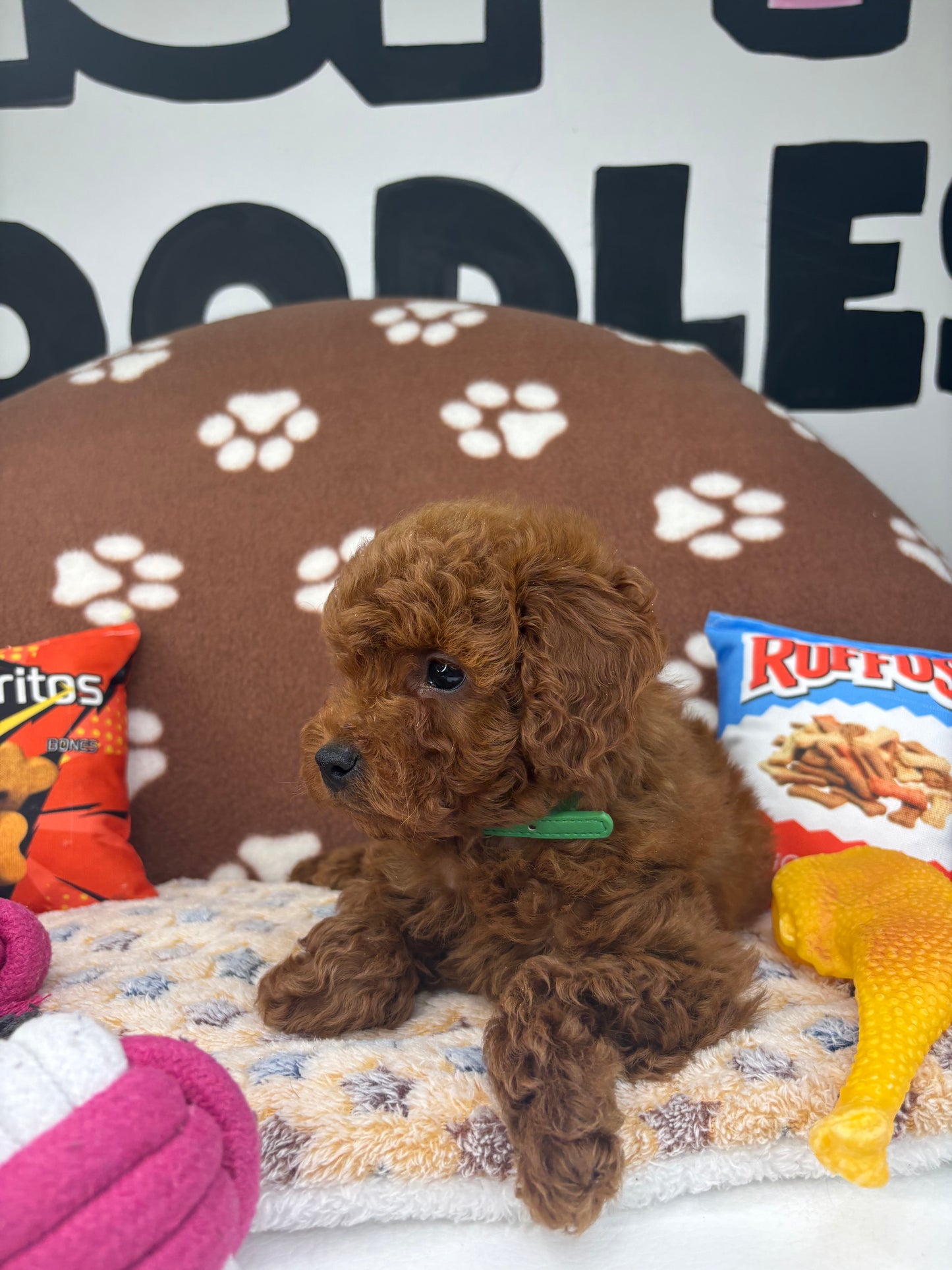Dark Red Male Toy Poodle (Deposit Only‼️Please Read The Description Below‼️)