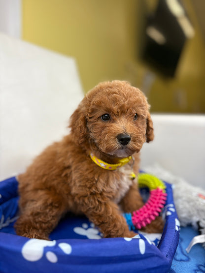 Female Toy Poodle (Deposit Only, Please Read The Description Below‼️)