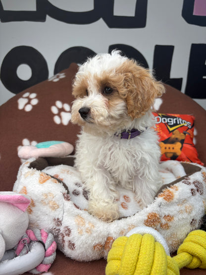 Party Colored Female Toy Poodle $1700 ($525 Deposit Only ‼️ Please Read DESCRIPTION Below‼️)