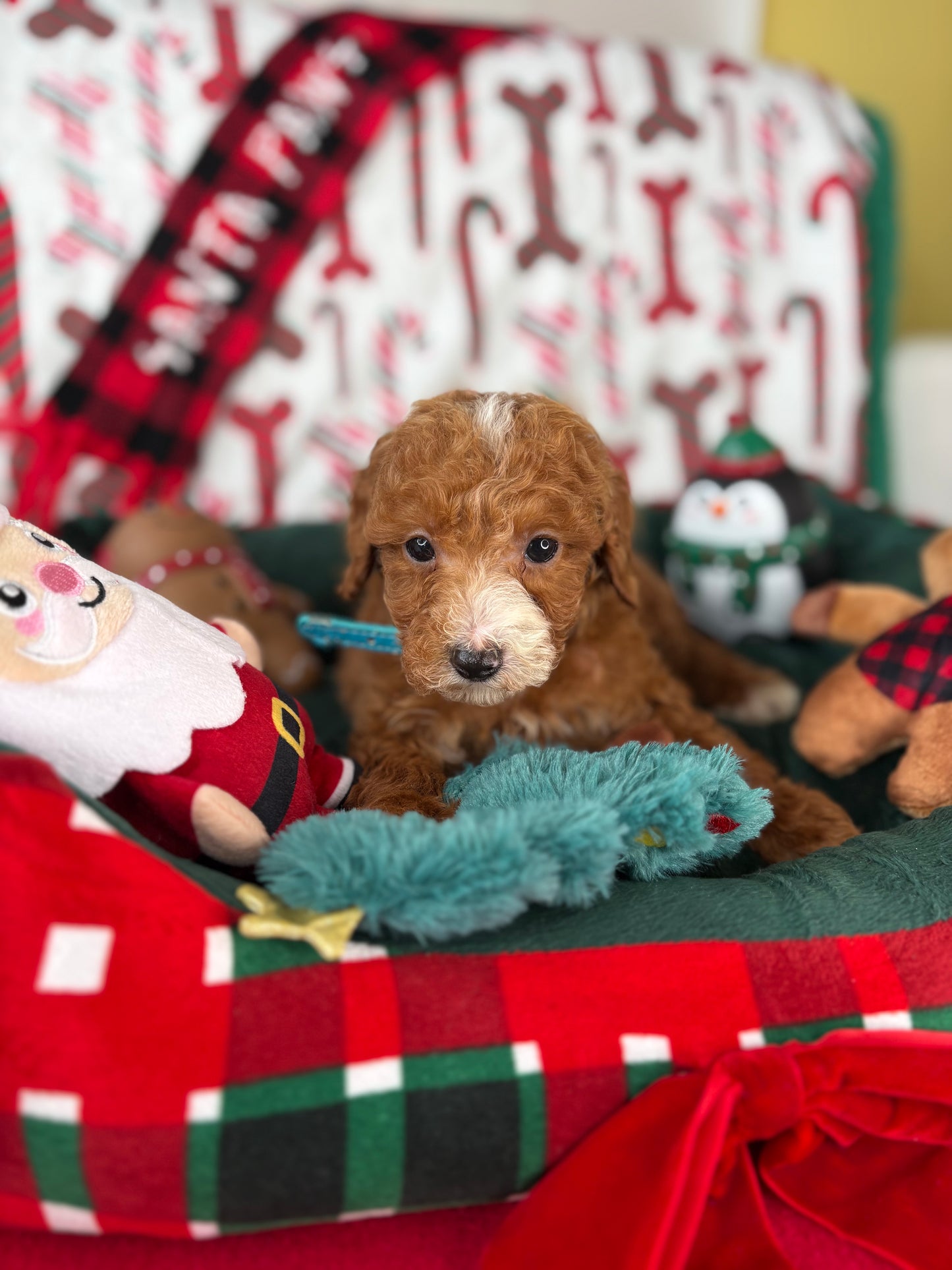 Red And White Male Teacup Poodle (Deposit Only‼️ Please Read The Description Below‼️)