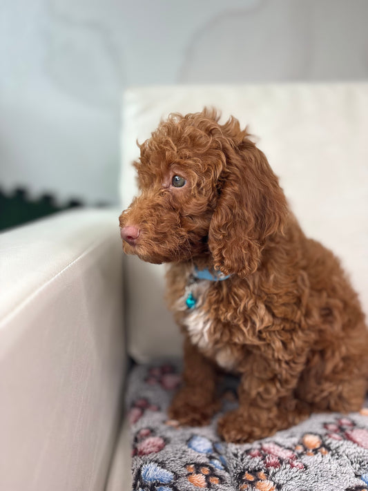 Red Nose Male Miniature Poodle PROMOTION PUP (Deposit Only ‼️ Please Read The DESCRIPTION Below‼️)