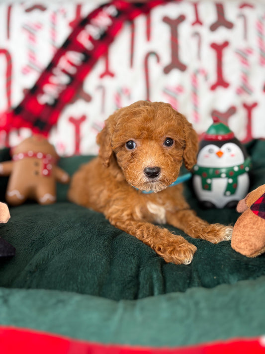 Red And White Teacup Poodle (Deposit Only‼️Please Read The Description Below‼️)