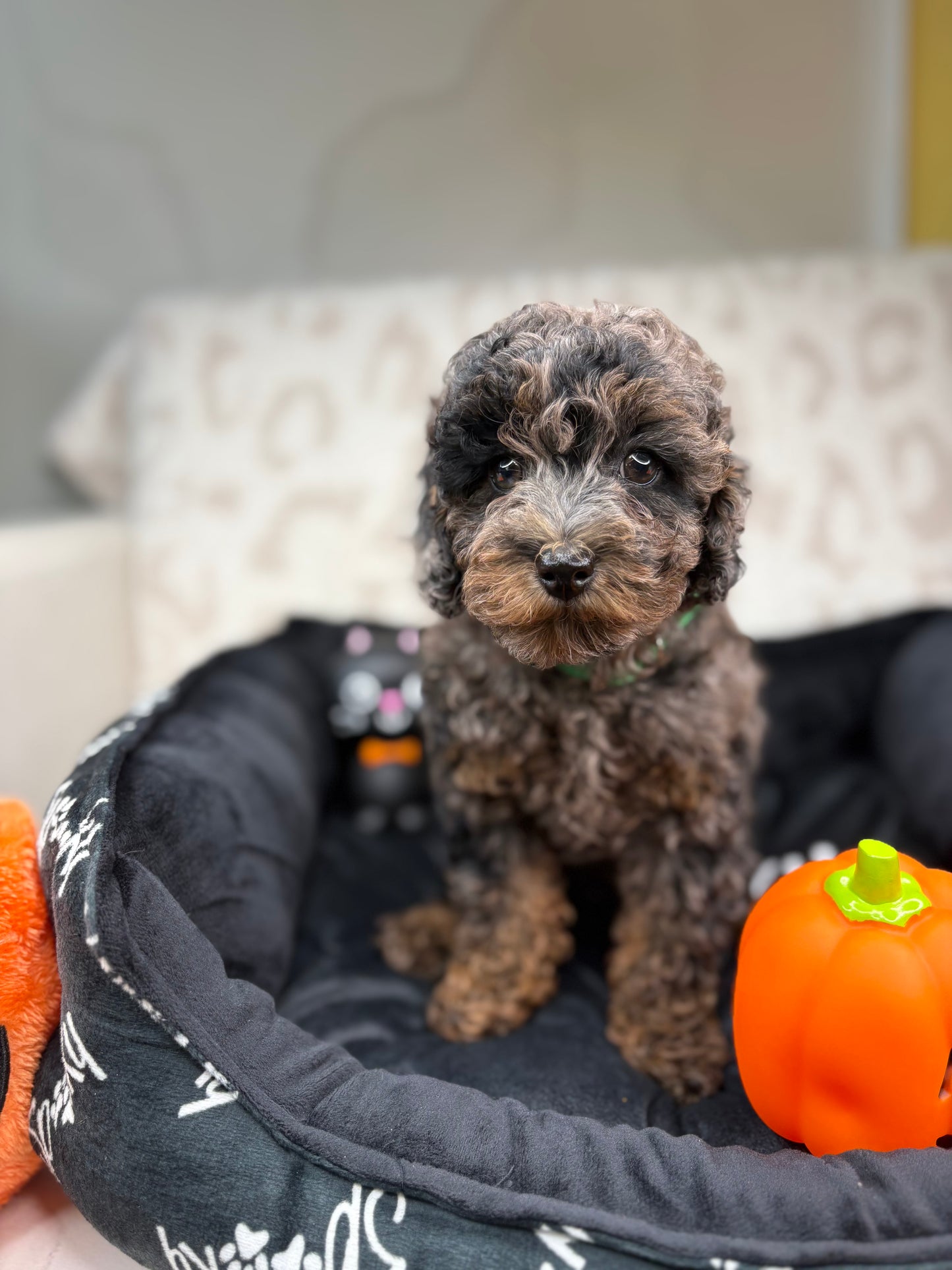Merle Phantom Female Toy Poodle (Deposit Only‼️ Please Read The Description Below‼️)
