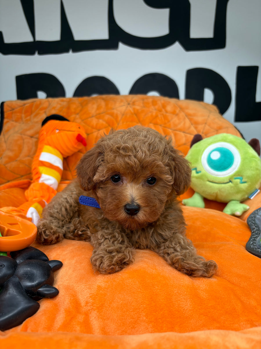 Red Female Teacup Poodle 🐩 (Deposit Only, Please Read The Description Below‼️)