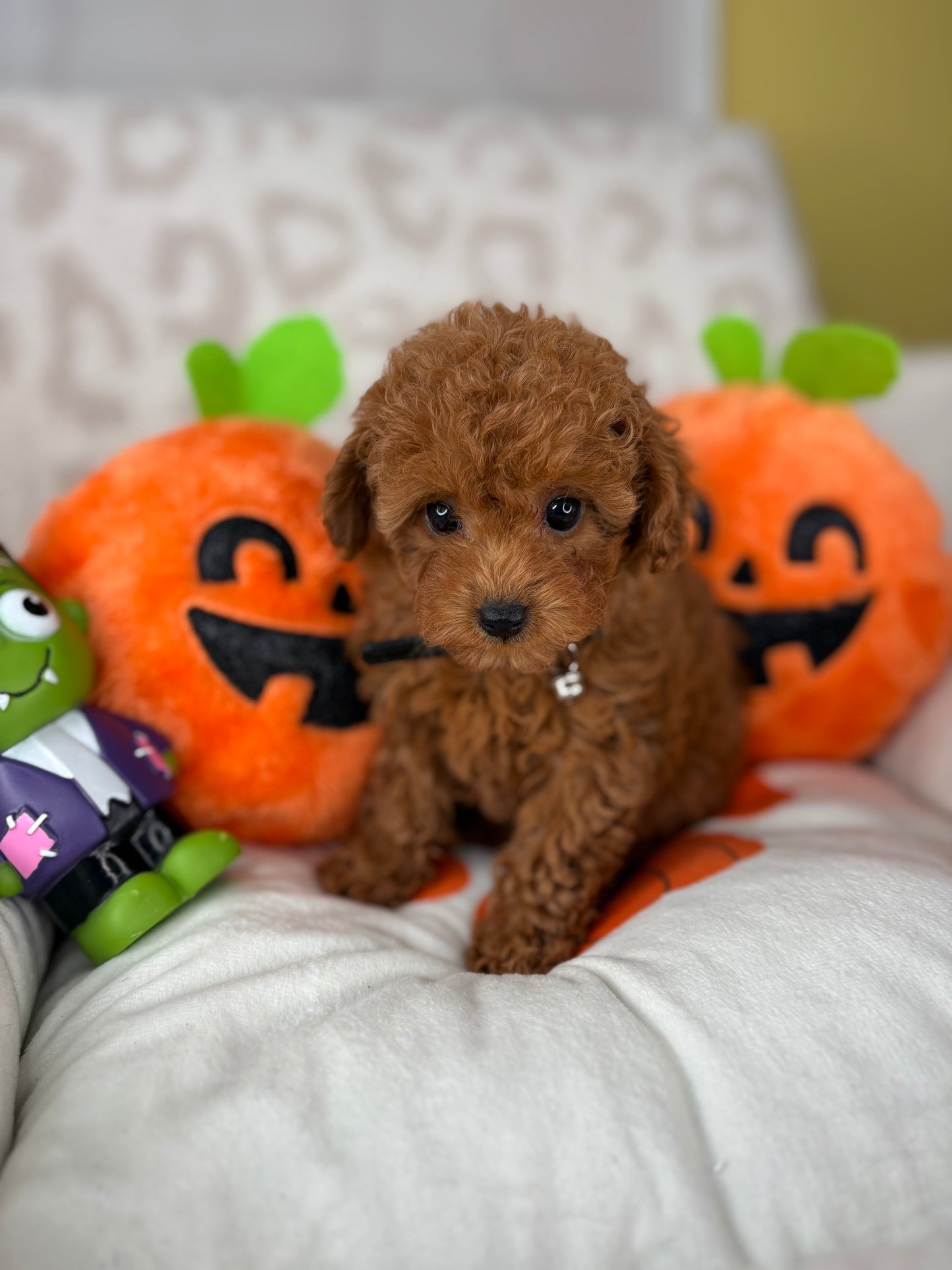 Apricot Male Teacup Poodle (Deposit Only‼️Please Read The Description Below‼️)