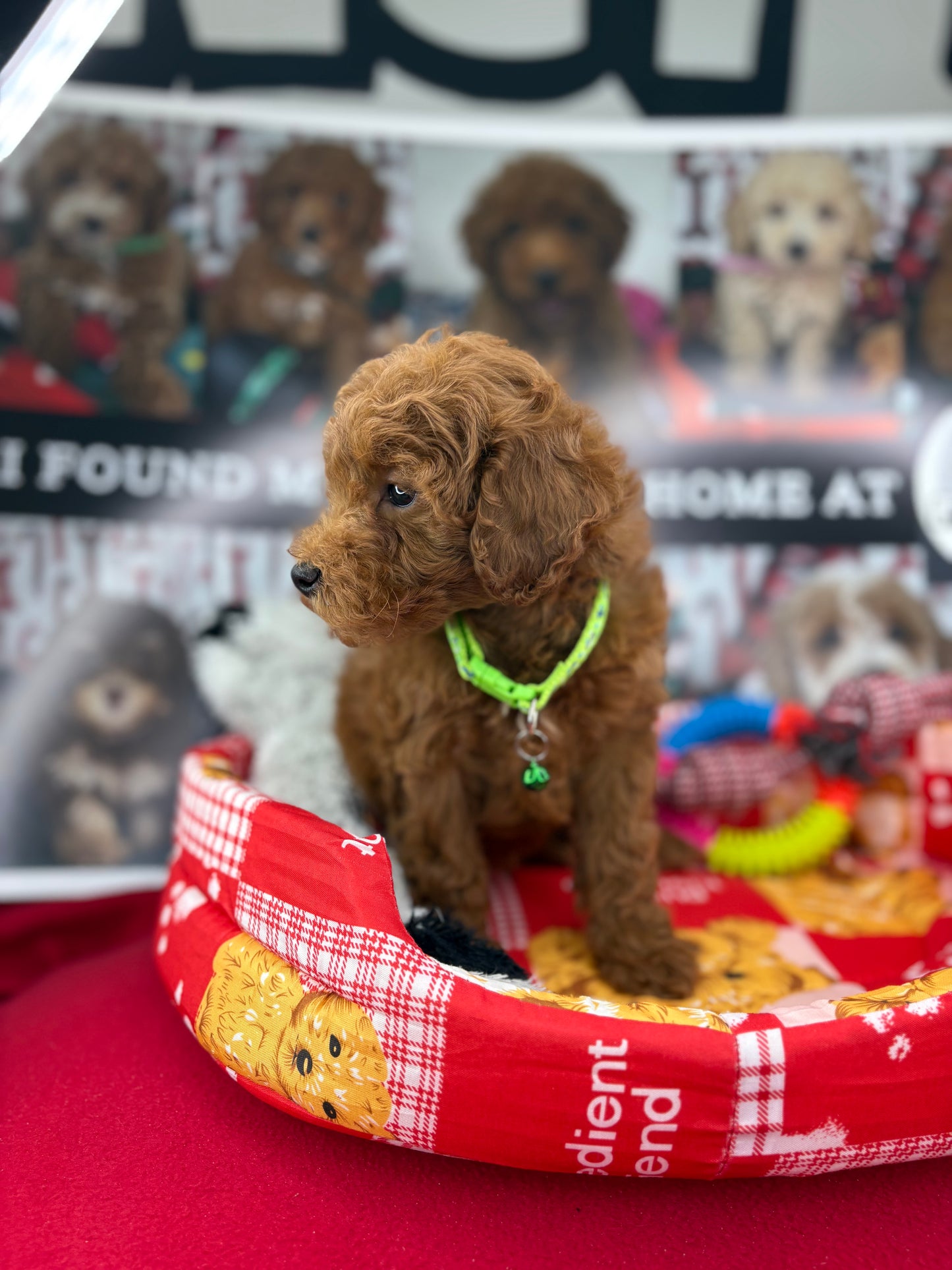 Dark Red Male Toy Poodle ‼️(Deposit Only ‼️ Please Read The Description Below ‼️)