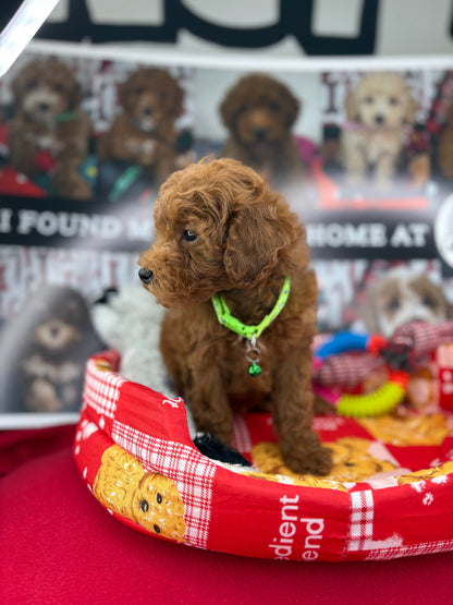 Dark Red Male Toy Poodle ‼️(Deposit Only ‼️ Please Read The Description Below ‼️)
