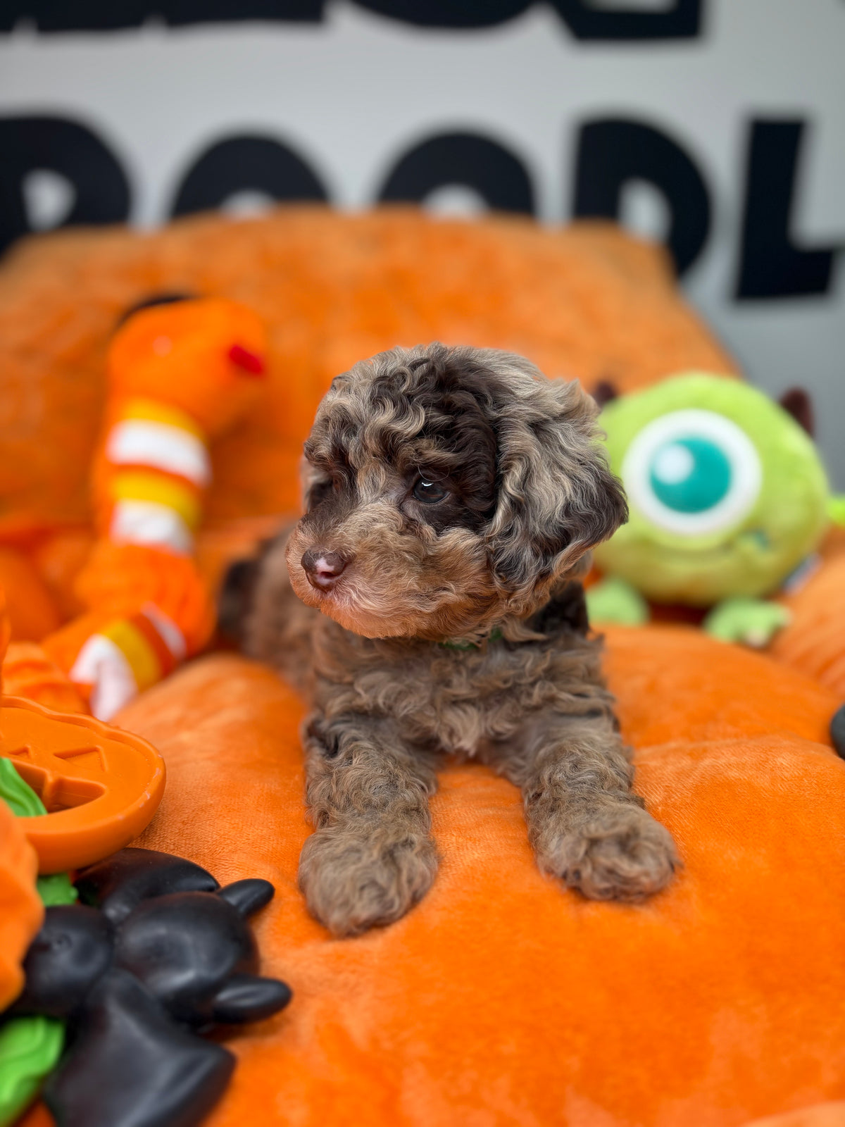Chocolate Merle Male Teacup Poodle (Deposit Only ‼️ Please Read DESCRIPTION Below‼️)