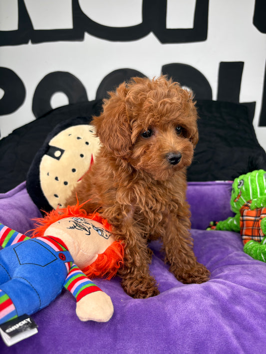 Red Male Teacup Poodle (Deposit Only ‼️ Please Read DESCRIPTION Below‼️)