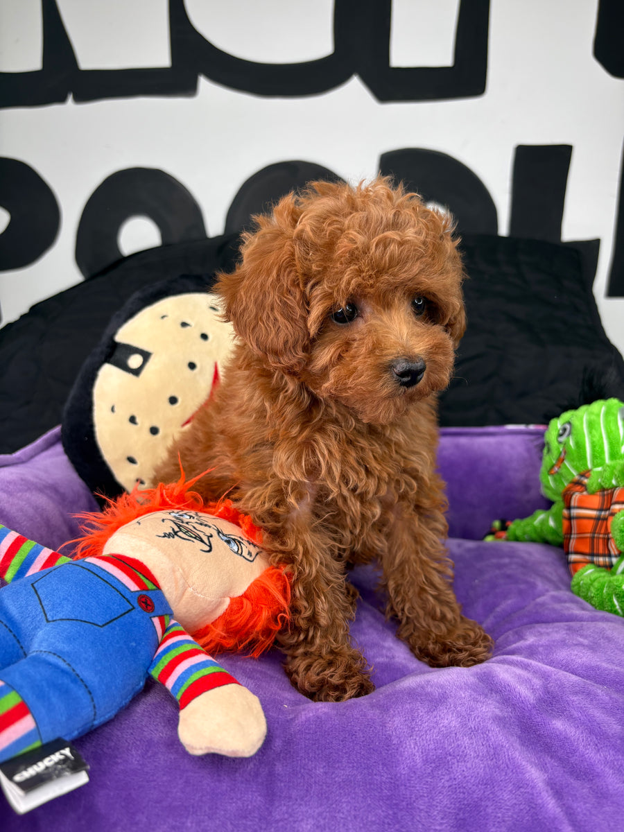 Red Male Teacup Poodle (Deposit Only ‼️ Please Read DESCRIPTION Below‼️)