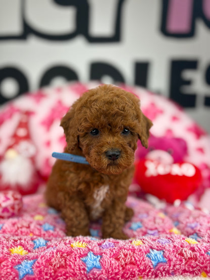“Rojo” The Dark Red Male Teacup Poodle (Deposit Only‼️ Please Red The DESCRIPTION Below‼️)