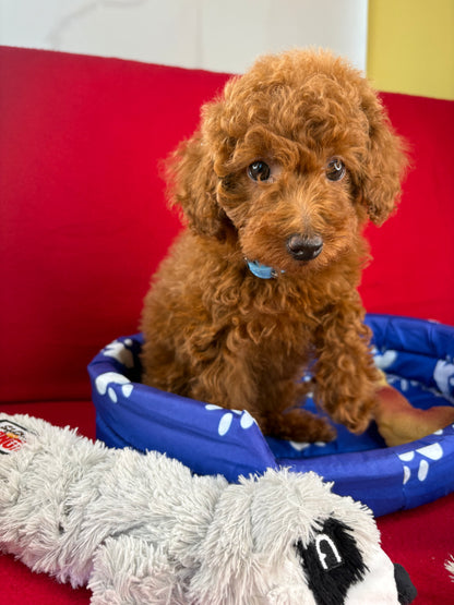 Red Female Toy Poodle ( Deposit Only, Please Read The DESCRIPTION Below‼️)