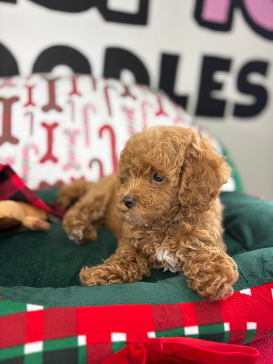 Red Male Toy Poodle 🐩 (Deposit Only‼️Please Read The Description Below‼️)