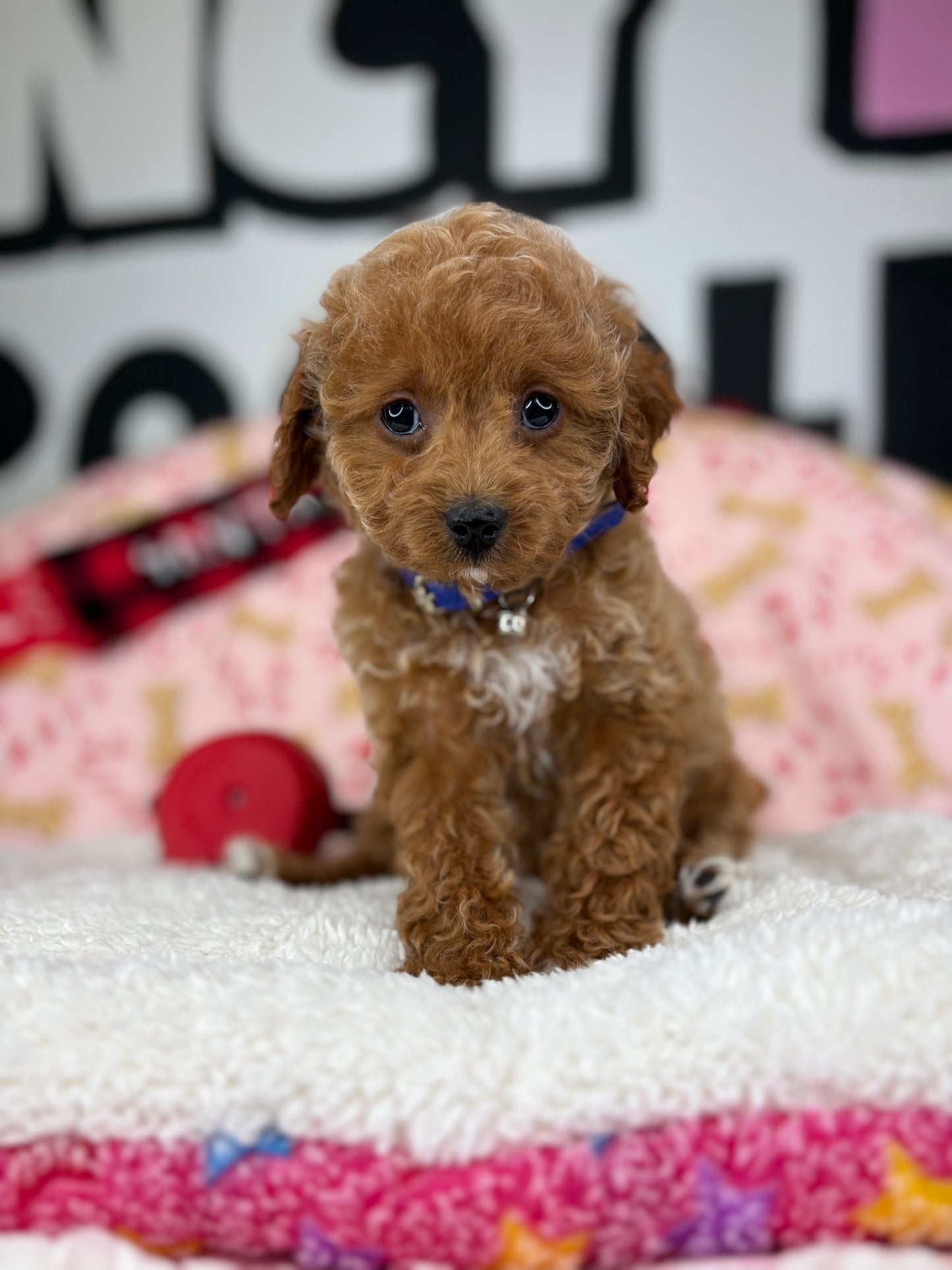 Red Male Toy Poodle 🐩 (Deposit Only‼️Please Read The Description Below‼️)