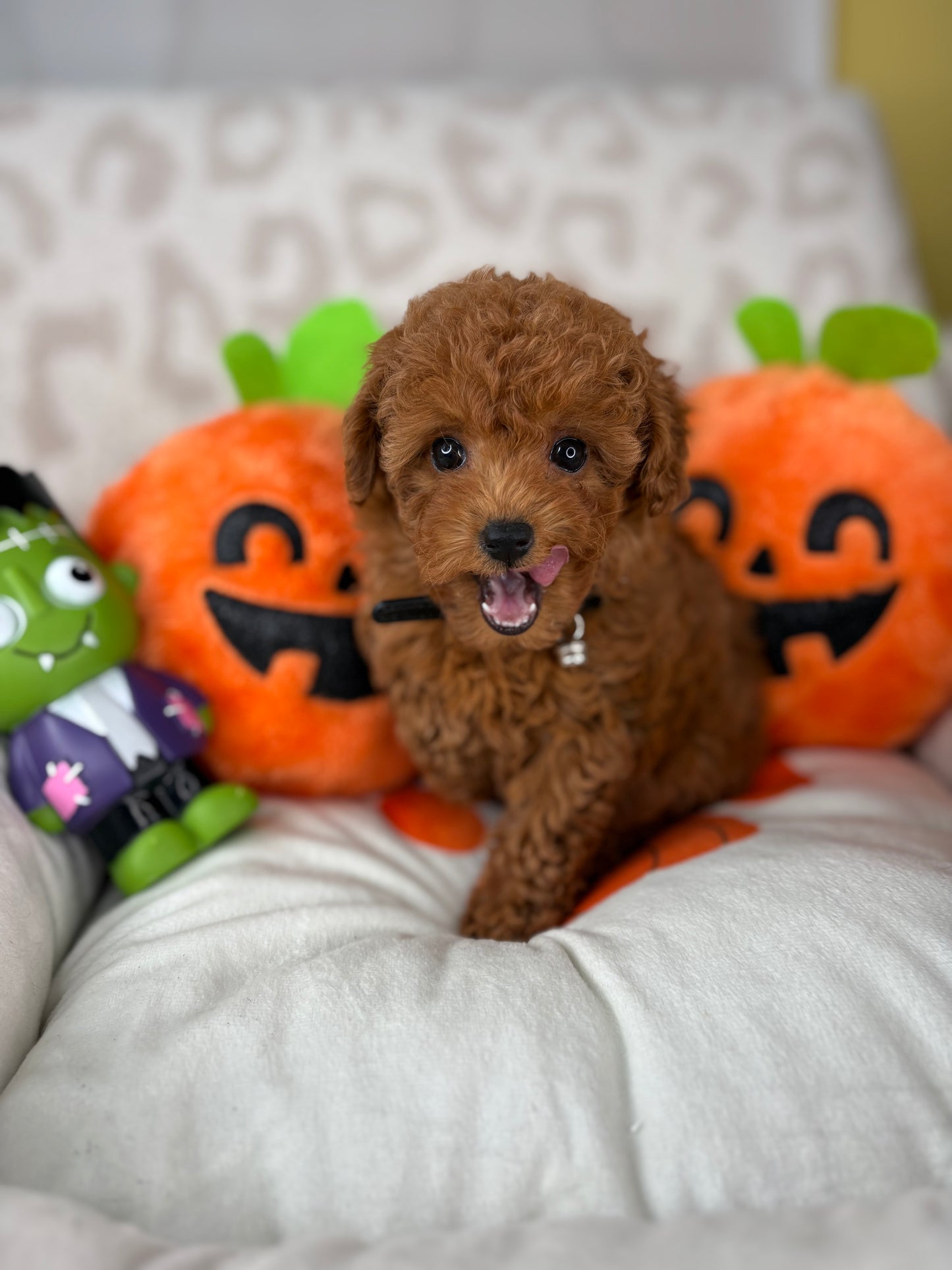 Apricot Male Teacup Poodle (Deposit Only‼️Please Read The Description Below‼️)