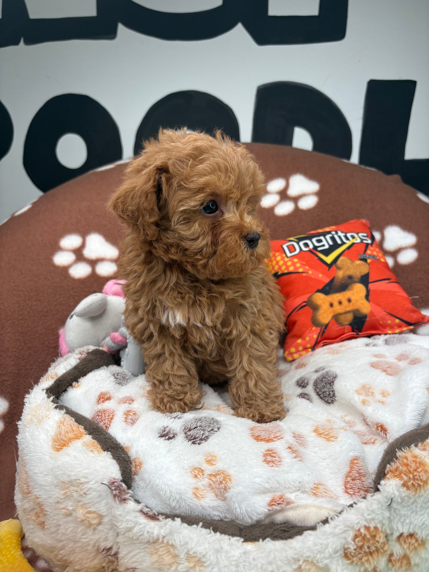 Red Male Teacup Poodle (Deposit Only‼️Please Read The Description Below‼️)
