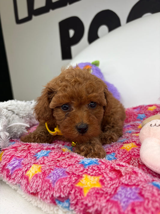 Dark Red Male Teacup Poodle (Deposit Only‼️ Please Red The DESCRIPTION Below‼️)