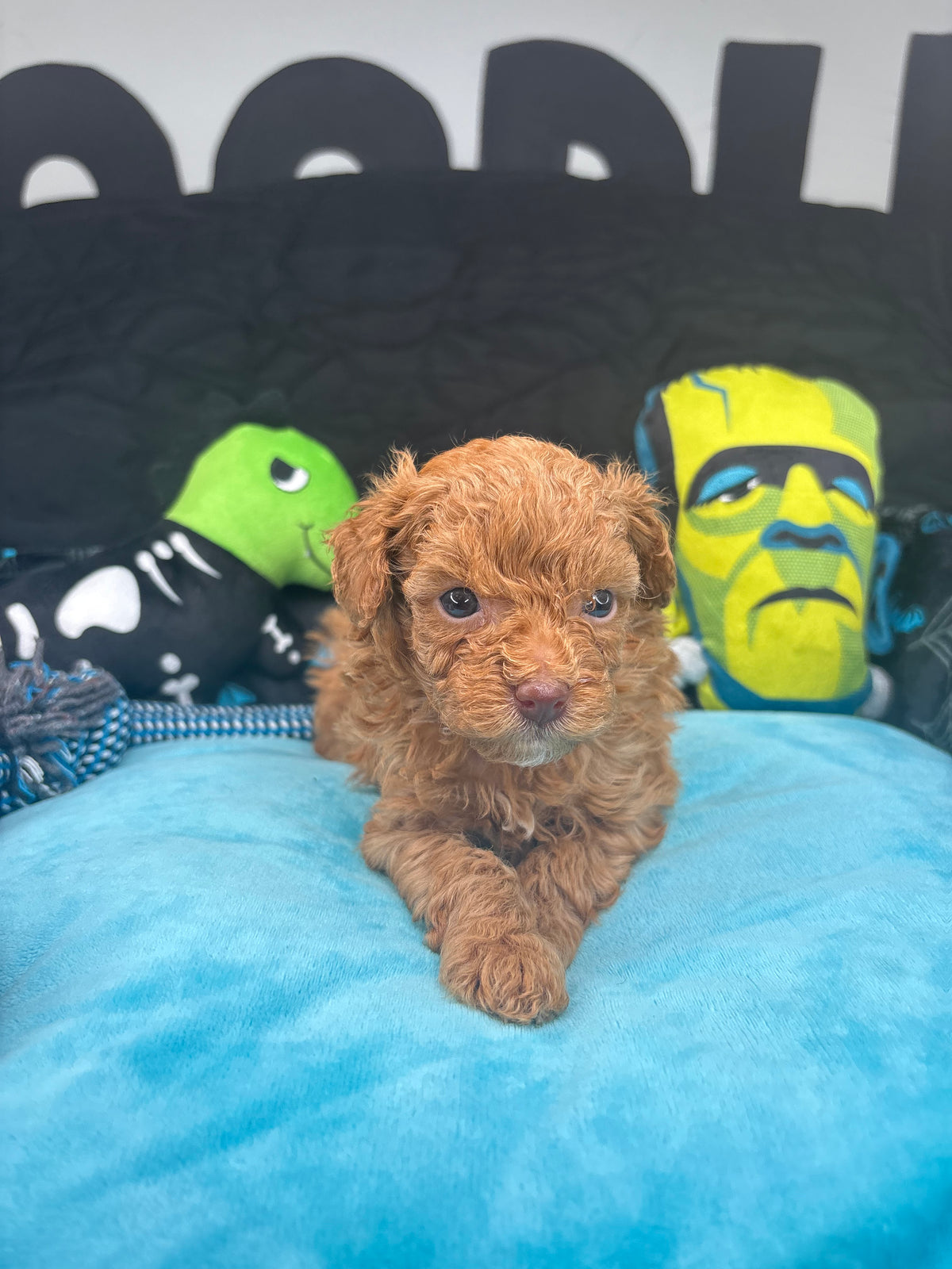 Angel The Female Teacup Poodle (Deposit Only‼️ Please Red The DESCRIPTION Below‼️)
