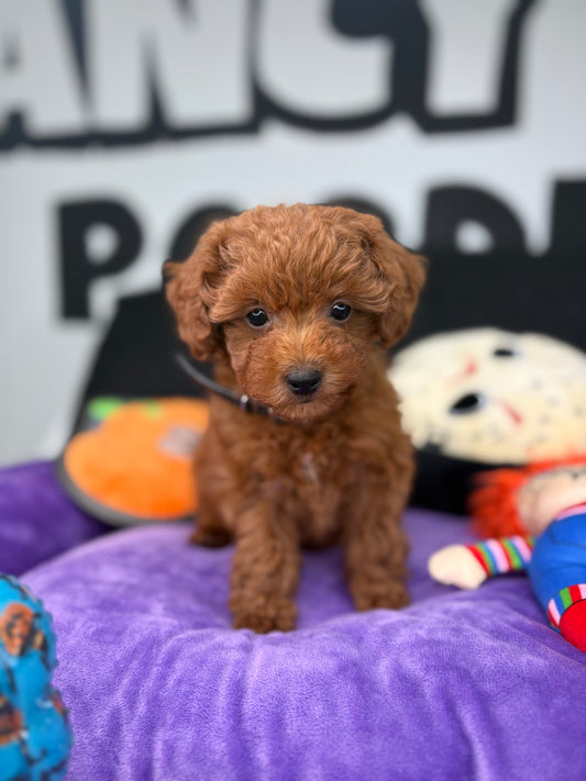 Red Female Teacup Poodle (Deposit Only‼️ Please Read The Description Below‼️)