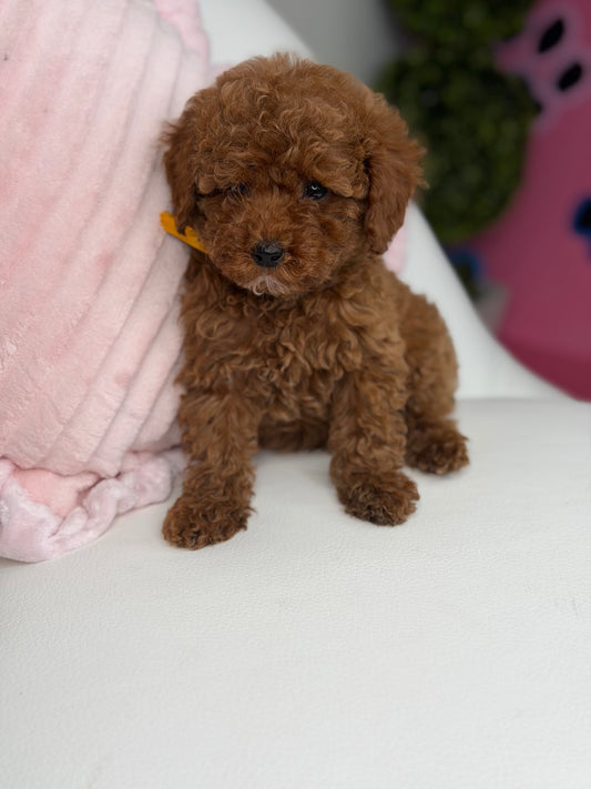 Dark Red Male Teacup Poodle (Deposit Only‼️Please Read The Description Below‼️)