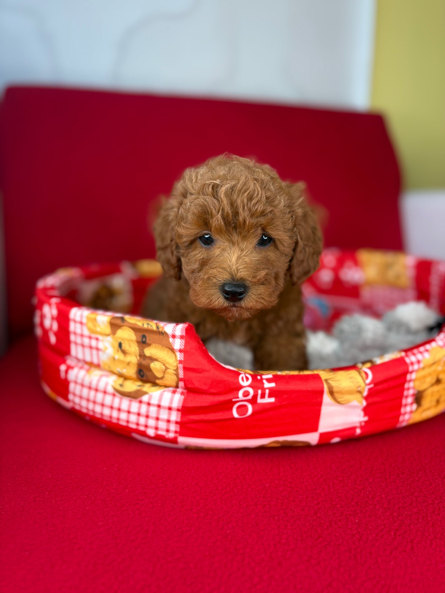 Red Male Toy Poodle 🐩 (Deposit Only‼️Please Read The Description Below‼️)