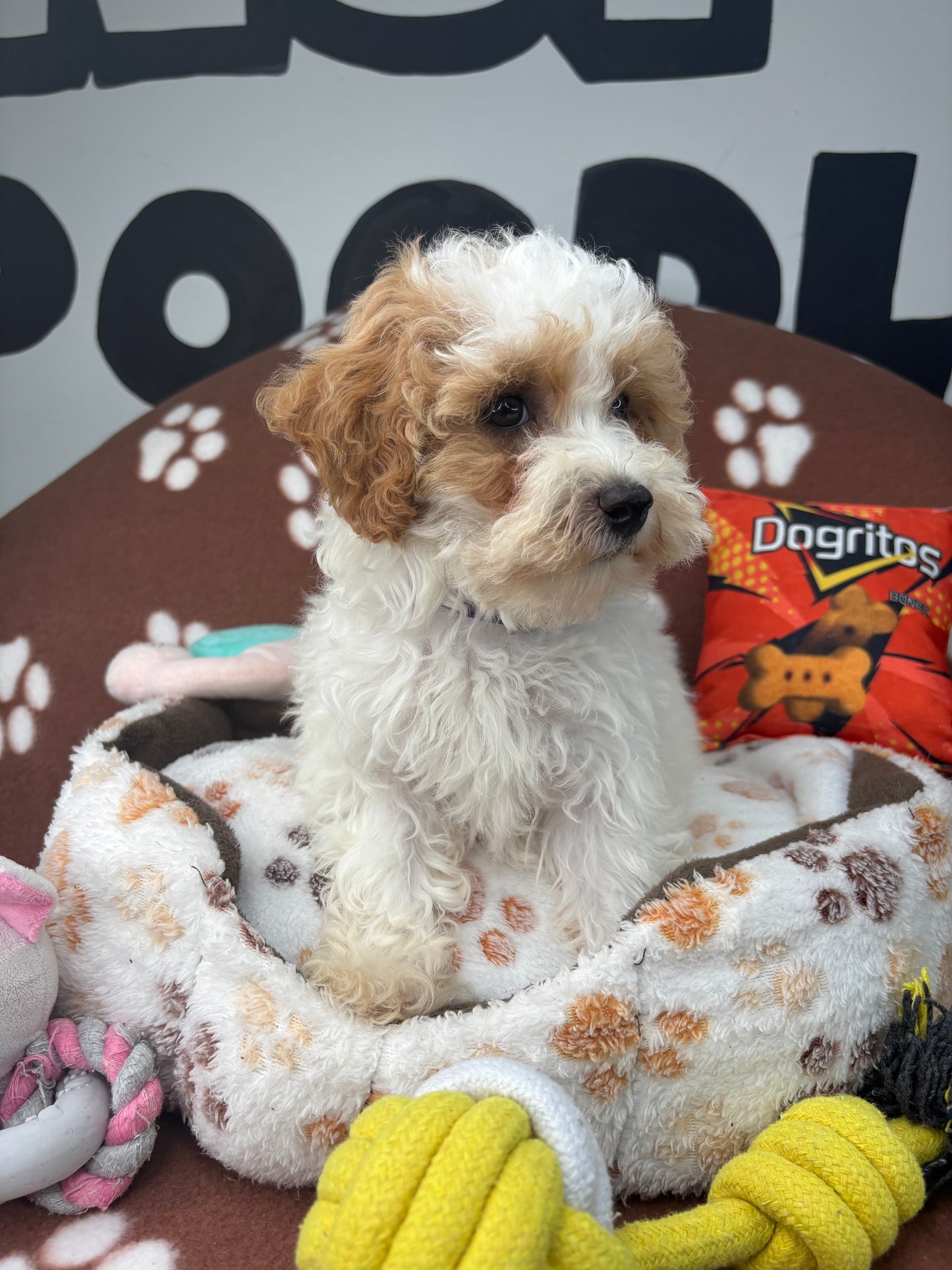 Party Colored Female Toy Poodle $1700 ($525 Deposit Only ‼️ Please Read DESCRIPTION Below‼️)