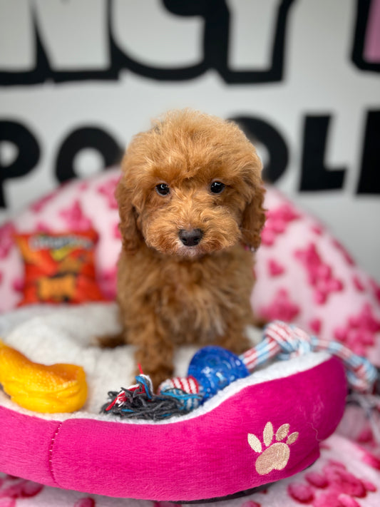 Apricot Female Teacup Poodle (Deposit Only‼️ Please Red The DESCRIPTION Below‼️)