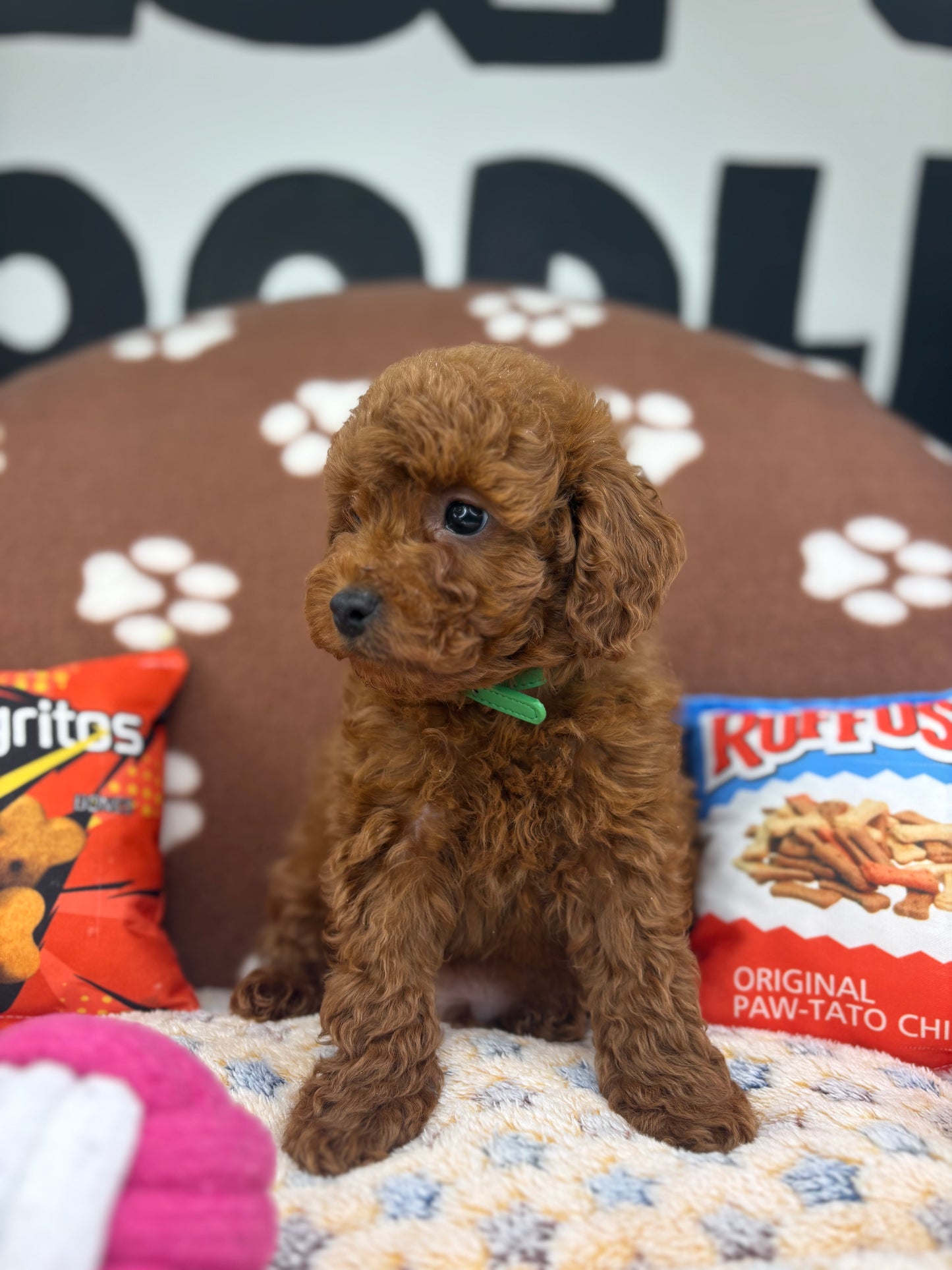 Dark Red Male Toy Poodle (Deposit Only‼️Please Read The Description Below‼️)