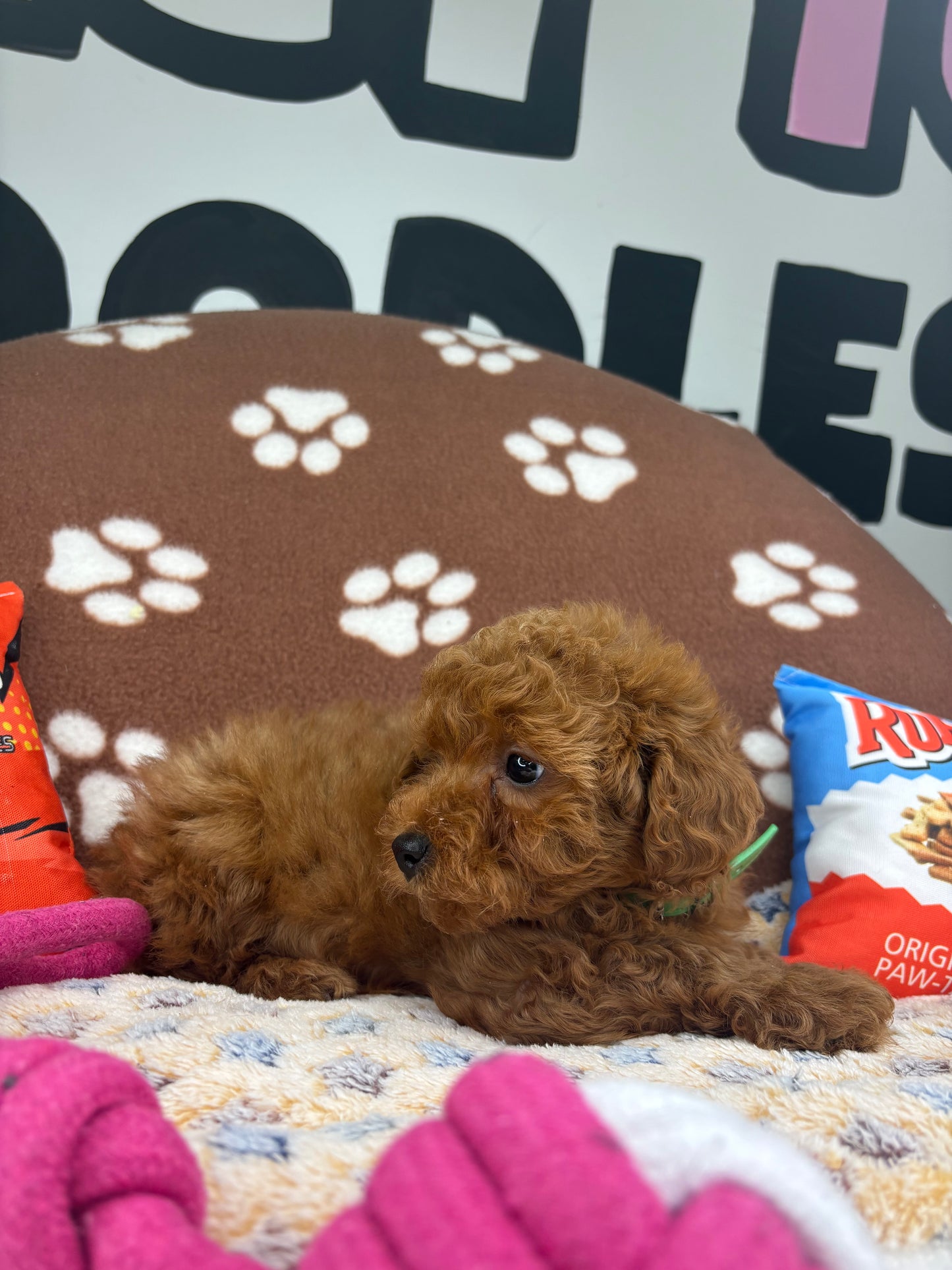 Red Female Toy Poodle 🐩 (Deposit Only‼️Please Read The Description Below‼️)