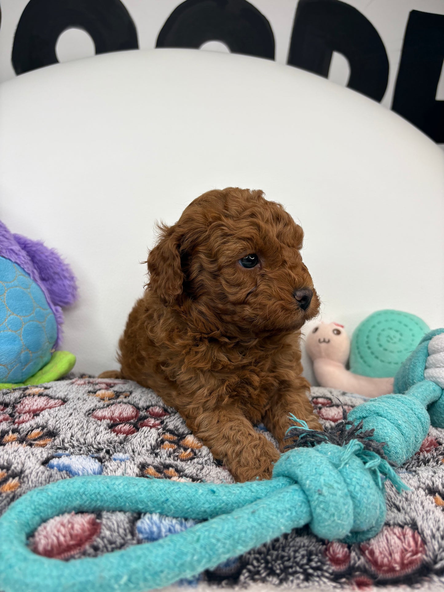 Roman The Dark Red Miniature Poodle PROMOTION Pup (Deposit Only ‼️Please Read The DESCRIPTION Below‼️)