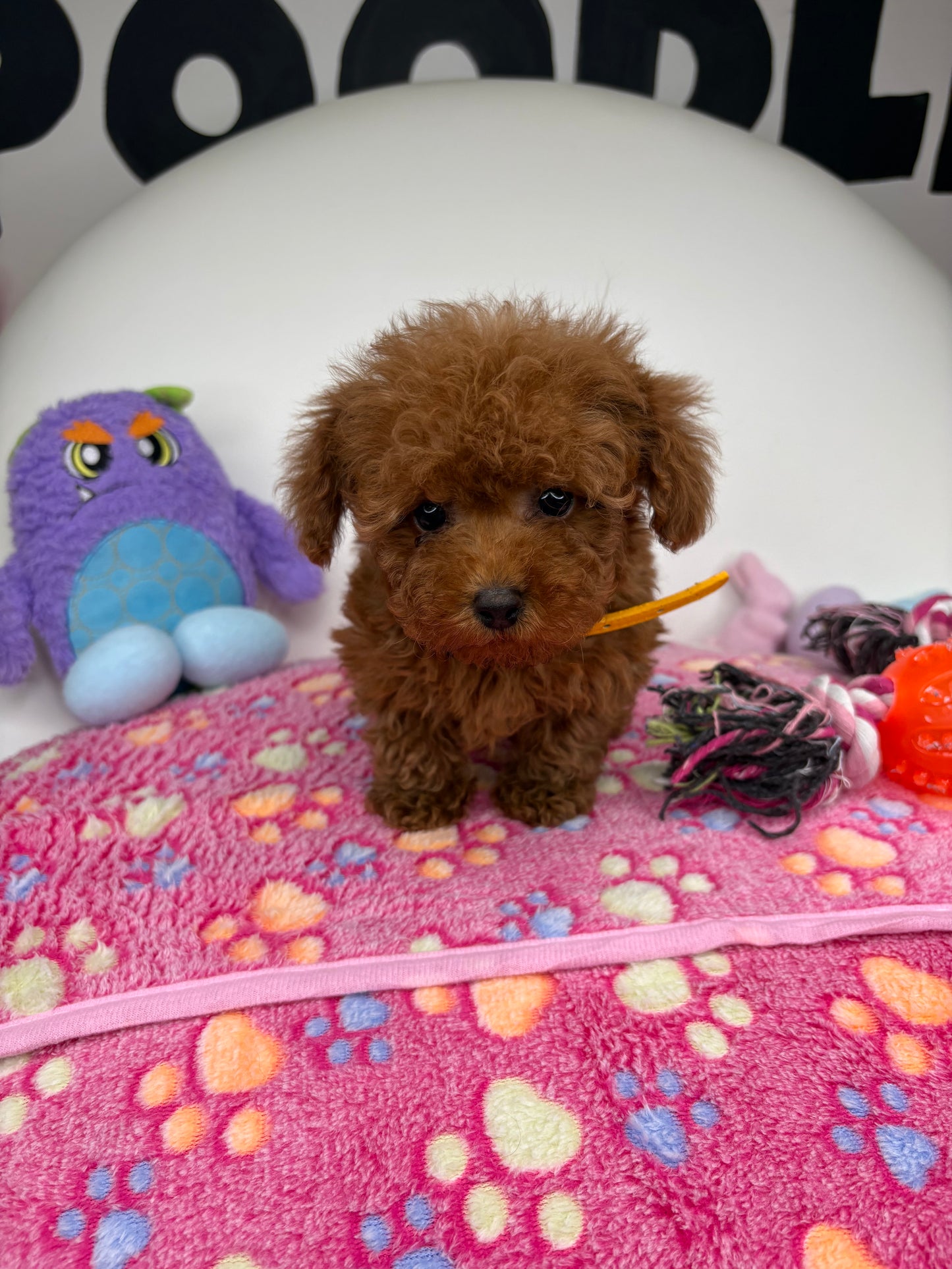 Dark Red Male Micro Poodle (Deposit Only ‼️ Please Read DESCRIPTION Below‼️)