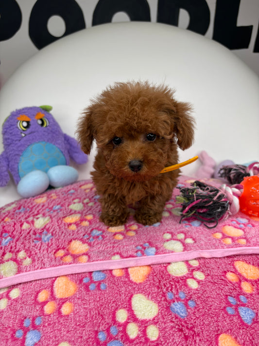 Dark Red Male Micro Poodle (Deposit Only ‼️ Please Read DESCRIPTION Below‼️)