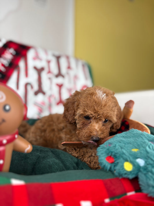 Red Female Toy Poodle (Deposit Only‼️ Please Read The Description Below‼️)