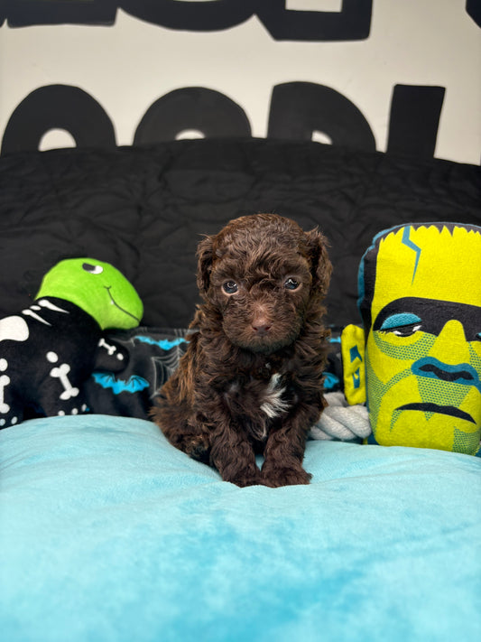 Queen The Chocolate Teacup Poodle 🐩 (Deposit Only‼️ Please Read The Description Below‼️)
