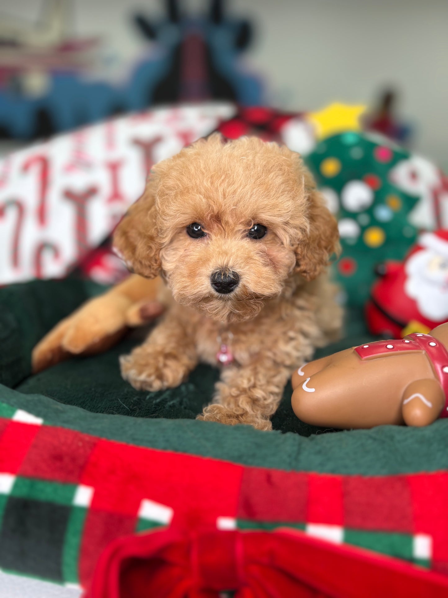 Apricot Male Toy Poodle (Deposit Only‼️ Please Read The DESCRIPTION Below‼️)