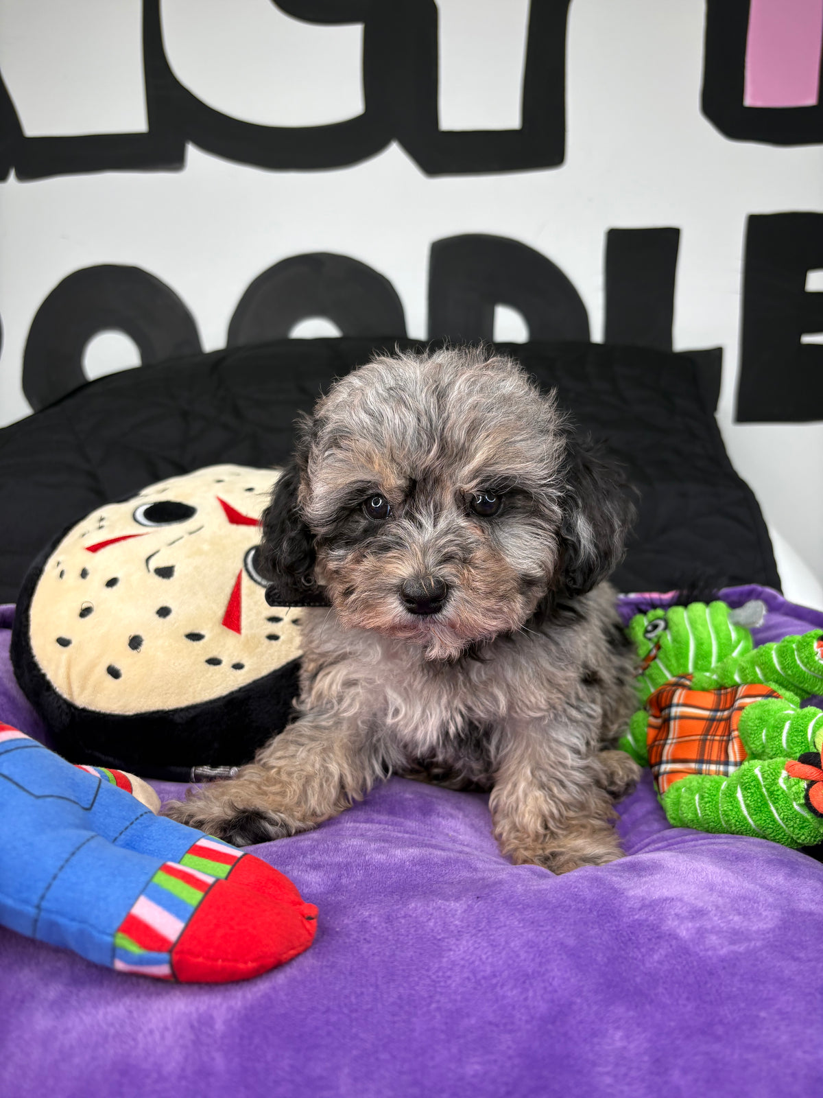 Merle Male Teacup Poodle 🐩(Deposit Only ‼️ Please Read The DESCRIPTION Below‼️)